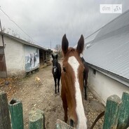 фото Тернополь Львівська вулиця